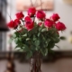Long stemmed red rosesLong stemmed red roses