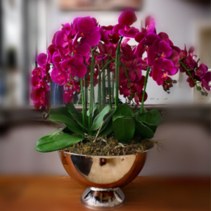 Fuschia Pink Phalaenopsis