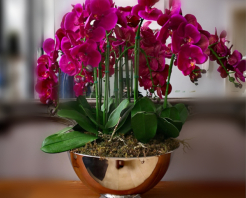 Fuschia Pink Phalaenopsis