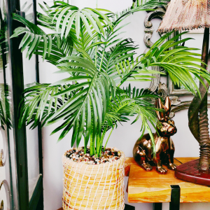 Palm Trees photo