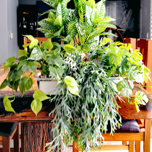 Pot Plants Photo