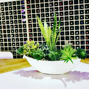 Succulents photo